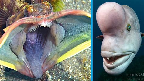 most weird animals|weirdest animals on earth.